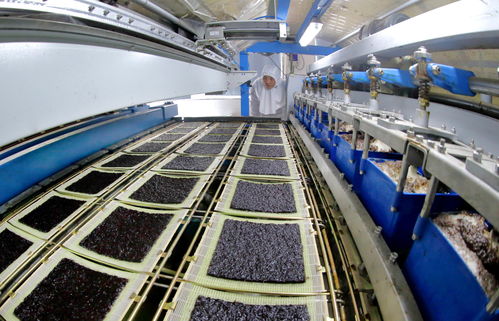 連云港紫菜加工生產(chǎn)忙